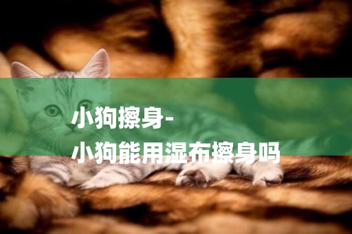 小狗擦身-
小狗能用濕布擦身嗎