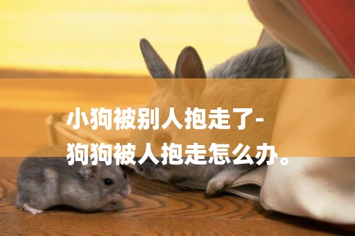 小狗被別人抱走了-
狗狗被人抱走怎么辦。