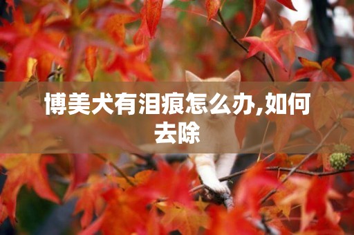 博美犬有淚痕怎么辦,如何去除