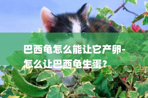 巴西龜怎么能讓它產卵-
怎么讓巴西龜生蛋？
