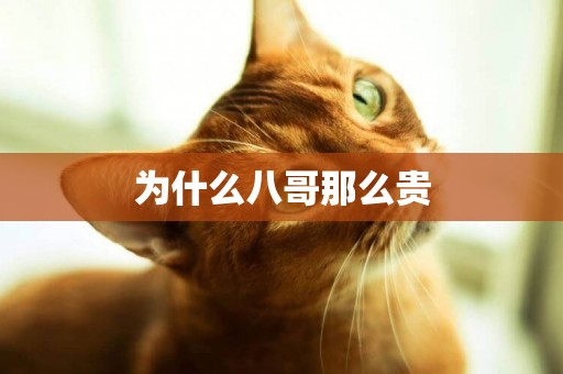 為什么八哥那么貴