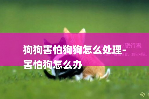 狗狗害怕狗狗怎么處理-
害怕狗怎么辦