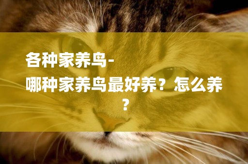 各種家養鳥-
哪種家養鳥最好養？怎么養？