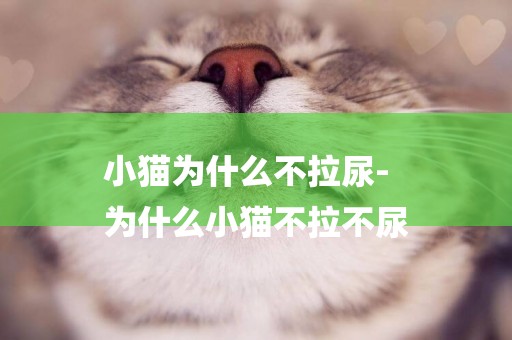 小貓為什么不拉尿-
為什么小貓不拉不尿