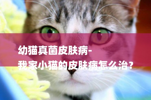 幼貓真菌皮膚病-
我家小貓的皮膚病怎么治？