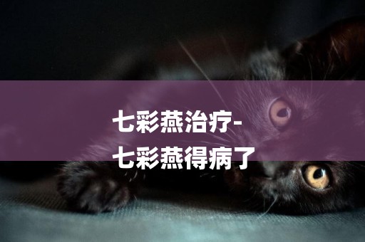 七彩燕治療-
七彩燕得病了