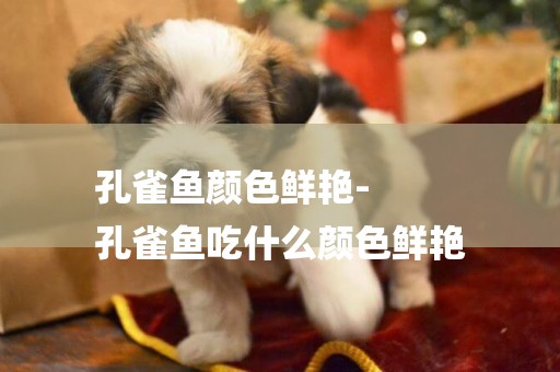孔雀魚顏色鮮艷-
孔雀魚吃什么顏色鮮艷