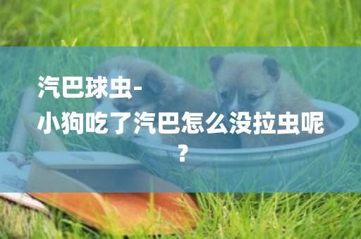 汽巴球蟲-
小狗吃了汽巴怎么沒拉蟲呢？