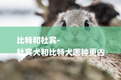 比特和杜賓-
杜賓犬和比特犬哪種更兇
