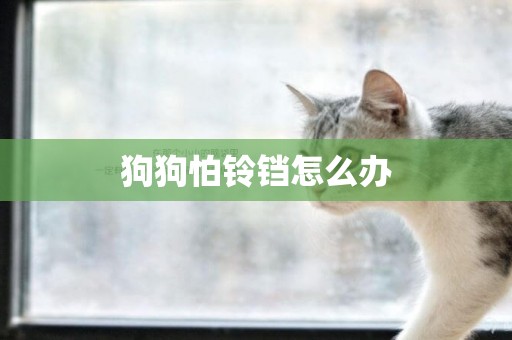 狗狗怕鈴鐺怎么辦