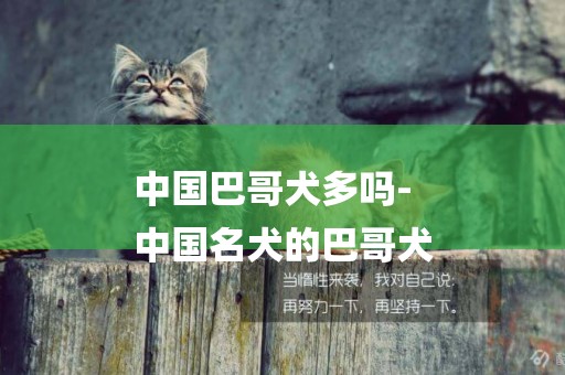 中國巴哥犬多嗎-
中國名犬的巴哥犬