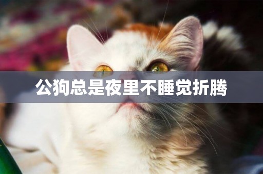 公狗總是夜里不睡覺折騰