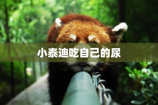 小泰迪吃自己的尿