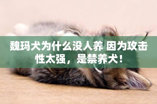魏瑪犬為什么沒人養 因為攻擊性太強，是禁養犬！