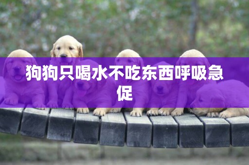 狗狗只喝水不吃東西呼吸急促
