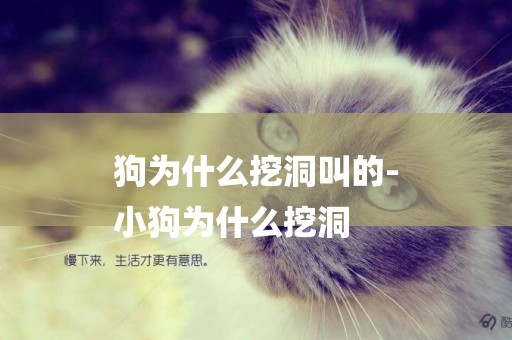 狗為什么挖洞叫的-
小狗為什么挖洞