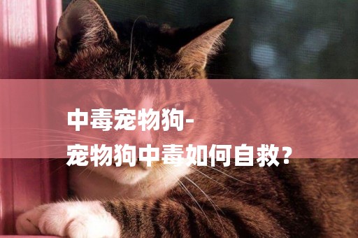 中毒寵物狗-
寵物狗中毒如何自救？