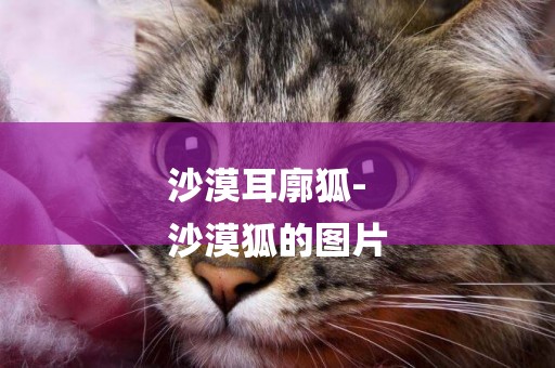 沙漠耳廓狐-
沙漠狐的圖片