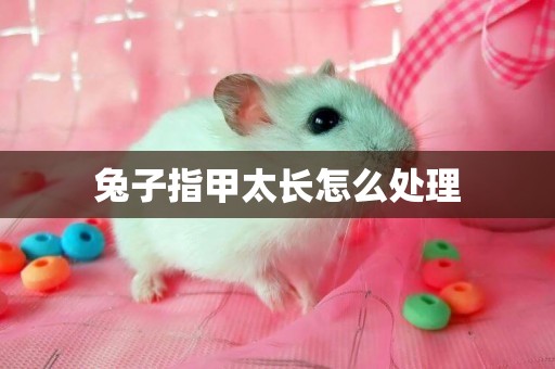 兔子指甲太長怎么處理