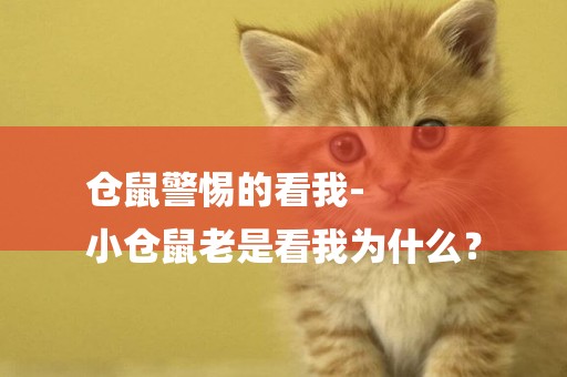 倉鼠警惕的看我-
小倉鼠老是看我為什么？