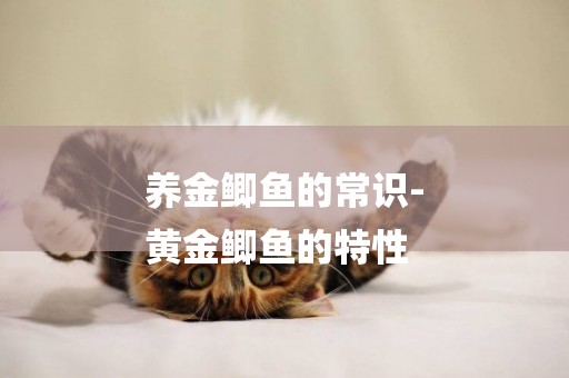 養金鯽魚的常識-
黃金鯽魚的特性