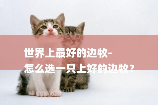 世界上最好的邊牧-
怎么選一只上好的邊牧？