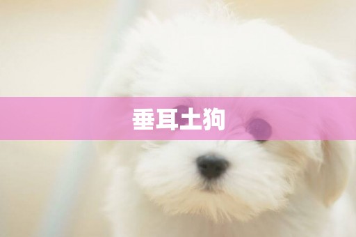 垂耳土狗
