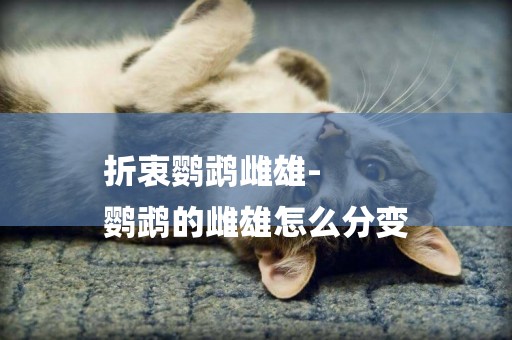 折衷鸚鵡雌雄-
鸚鵡的雌雄怎么分變