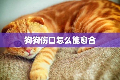狗狗傷口怎么能愈合
