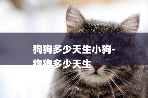 狗狗多少天生小狗-
狗狗多少天生