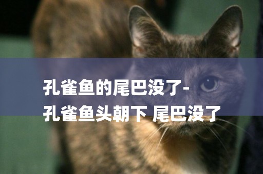 孔雀魚的尾巴沒了-
孔雀魚頭朝下 尾巴沒了