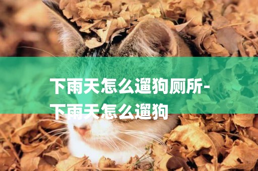 下雨天怎么遛狗廁所-
下雨天怎么遛狗