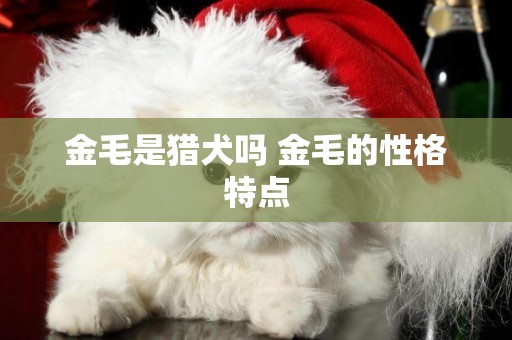 金毛是獵犬嗎 金毛的性格特點 金毛是獵犬嗎 金毛的性格特點