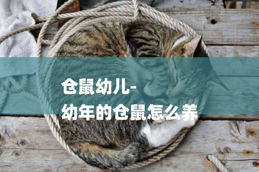 倉鼠幼兒-
幼年的倉鼠怎么養
