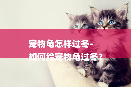 寵物龜怎樣過冬-
如何給寵物龜過冬？