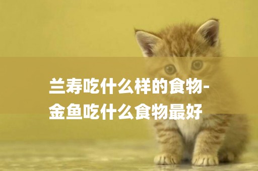 蘭壽吃什么樣的食物-
金魚吃什么食物最好