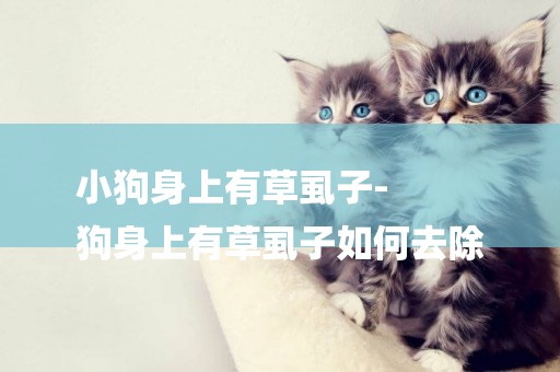 小狗身上有草虱子-
狗身上有草虱子如何去除