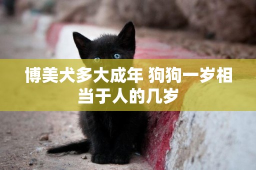博美犬多大成年 狗狗一歲相當于人的幾歲