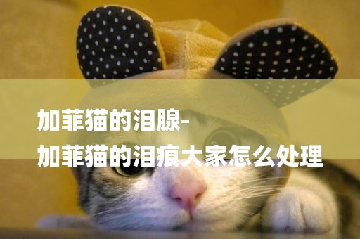 加菲貓的淚腺-
加菲貓的淚痕大家怎么處理