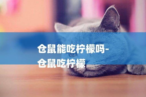 倉鼠能吃檸檬嗎-
倉鼠吃檸檬