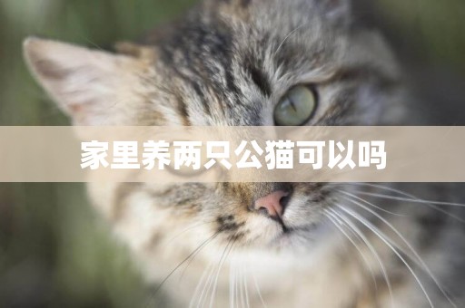 家里養兩只公貓可以嗎