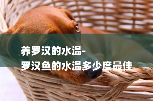 養羅漢的水溫-
羅漢魚的水溫多少度最佳