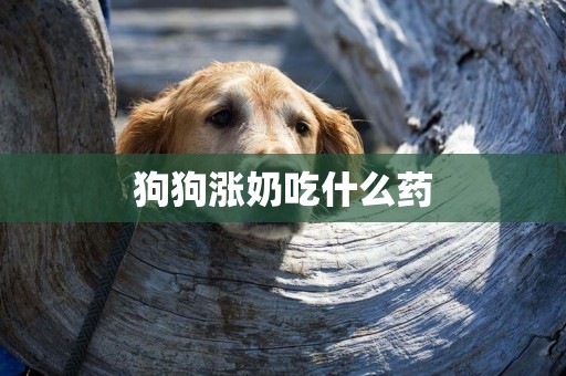 狗狗漲奶吃什么藥