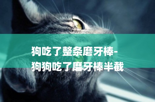 狗吃了整條磨牙棒-
狗狗吃了磨牙棒半截