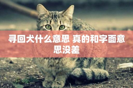 尋回犬什么意思 真的和字面意思沒差