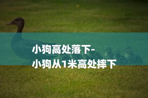 小狗高處落下-
小狗從1米高處摔下
