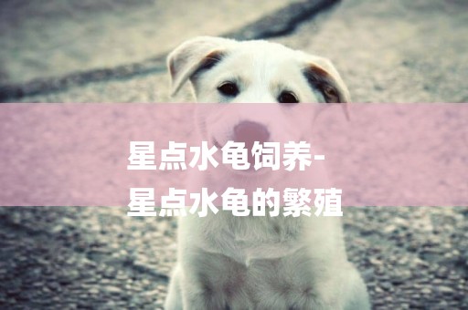 星點水龜飼養-
星點水龜的繁殖