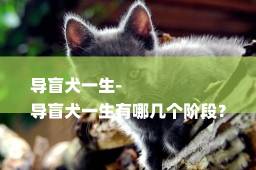 導盲犬一生-
導盲犬一生有哪幾個階段？