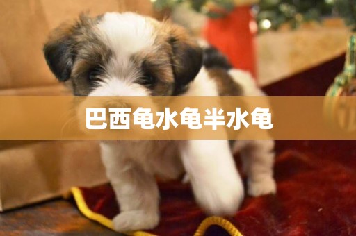 巴西龜水龜半水龜