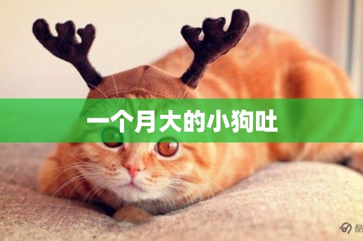 一個月大的小狗吐